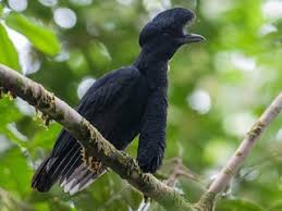 Attēlu rezultāti vaicājumam “Blepharidopterus angulatus imago”