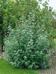 Attēlu rezultāti vaicājumam “Populus alba Nivea”