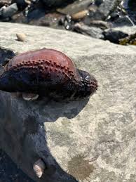 Image result for Cucumaria frondosa