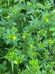 Attēlu rezultāti vaicājumam “Potentilla norvegica leaf”