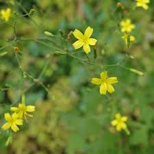 Attēlu rezultāti vaicājumam “Mycelis muralis”