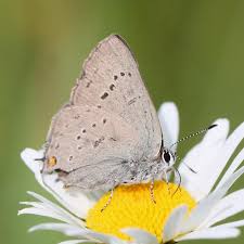 Attēlu rezultāti vaicājumam “Psithyrus sylvestris”