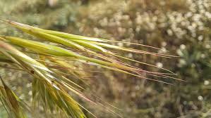 Attēlu rezultāti vaicājumam “Anisantha tectorum fruit”