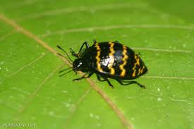 Attēlu rezultāti vaicājumam “Erotylidae”