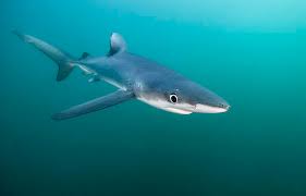 Image result for Prionace glauca