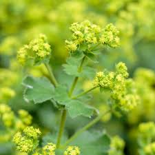 Attēlu rezultāti vaicājumam “Alchemilla subcrenata  flower”