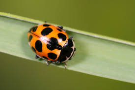 Attēlu rezultāti vaicājumam “Hippodamia notata”