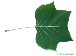 Attēlu rezultāti vaicājumam “Liriodendron tulipifera leaf”