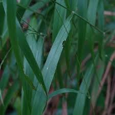 Attēlu rezultāti vaicājumam “Brachypodium sylvaticum leaf”