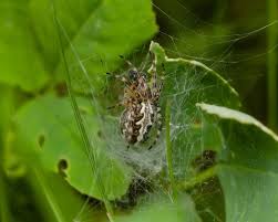 Attēlu rezultāti vaicājumam “Aculepeira ceropegia”