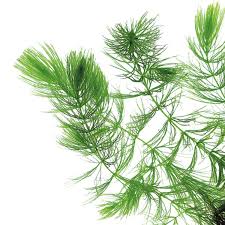 Attēlu rezultāti vaicājumam “Ceratophyllum demersum”