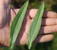 Attēlu rezultāti vaicājumam “Rudbeckia hirta var. hirta leaf”
