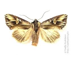 Attēlu rezultāti vaicājumam “Actinotia polyodon”