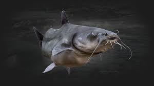 Image result for Ictalurus furcatus