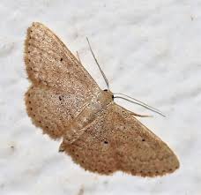 Attēlu rezultāti vaicājumam “Idaea sylvestraria”