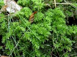 Attēlu rezultāti vaicājumam “Plagiomnium undulatum”