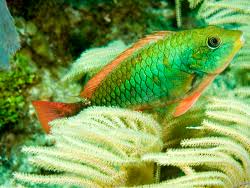 Image result for Sparisoma aurofrenatum