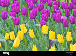 Attēlu rezultāti vaicājumam “Tulipa gesneriana”