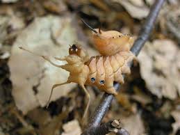 Attēlu rezultāti vaicājumam “Stauropus fagi larva”