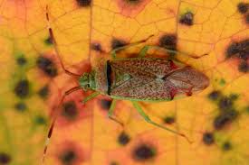 Attēlu rezultāti vaicājumam “Pantilius tunicatus imago”