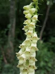 Image result for Digitalis lutea