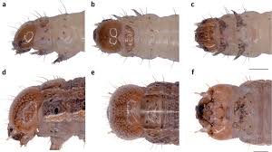 Attēlu rezultāti vaicājumam “Mythimna sp.”