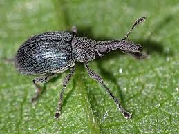 Attēlu rezultāti vaicājumam “Apionidae”