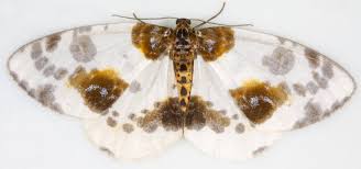 Attēlu rezultāti vaicājumam “Abraxas sylvata”