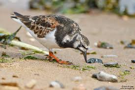 Attēlu rezultāti vaicājumam “Arenaria interpres adult”