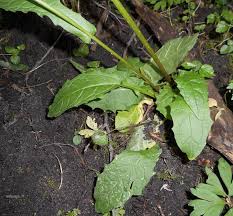 Attēlu rezultāti vaicājumam “Crepis paludosa leaf”