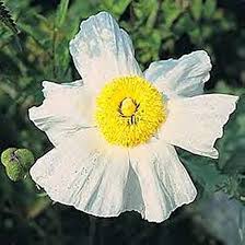 Image result for Romneya coulteri