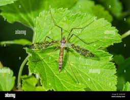 Attēlu rezultāti vaicājumam “Epiphragma ocellare”
