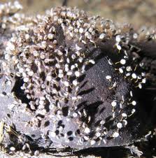 Attēlu rezultāti vaicājumam “Physarum pezizoideum”