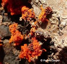 Attēlu rezultāti vaicājumam “Metatrichia vesparia”