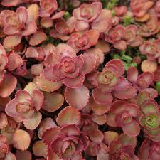 Attēlu rezultāti vaicājumam “Phedimus spurius leaf”