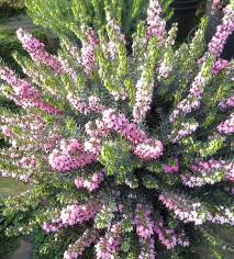 Attēlu rezultāti vaicājumam “Erica x darleyensis flower”