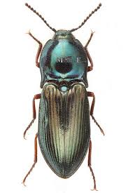 Attēlu rezultāti vaicājumam “Selatosomus aeneus”