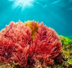 Attēlu rezultāti vaicājumam “Rhodophyta”