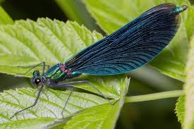 Attēlu rezultāti vaicājumam “Calopteryx virgo male”