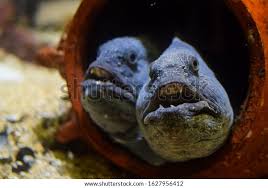 Image result for Anarhichas lupus