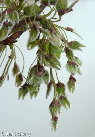 Attēlu rezultāti vaicājumam “Ulmus laevis flower”