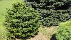 Attēlu rezultāti vaicājumam “Abies alba”