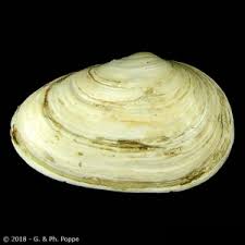 Attēlu rezultāti vaicājumam “Mya arenaria”