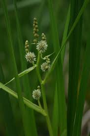 Attēlu rezultāti vaicājumam “Sparganium minimum”