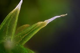 Attēlu rezultāti vaicājumam “Orthotrichum diaphanum”