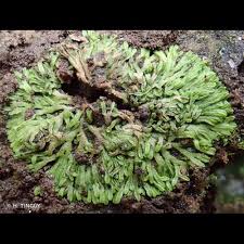 Attēlu rezultāti vaicājumam “Riccia canaliculata”