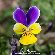 Attēlu rezultāti vaicājumam “Viola tricolor subsp. matutina”
