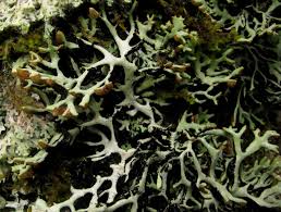 Attēlu rezultāti vaicājumam “Hypogymnia vittata”