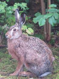 Attēlu rezultāti vaicājumam “Lepus europaeus adult”