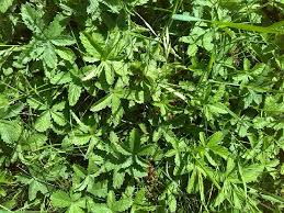 Attēlu rezultāti vaicājumam “Potentilla reptans bud”